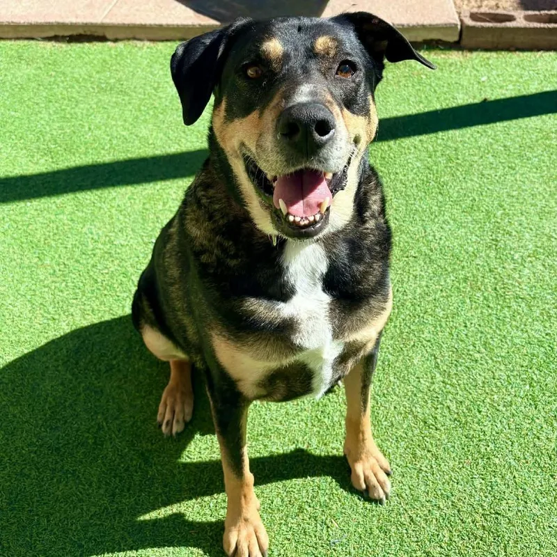 Sly  Paws thumbnail 3