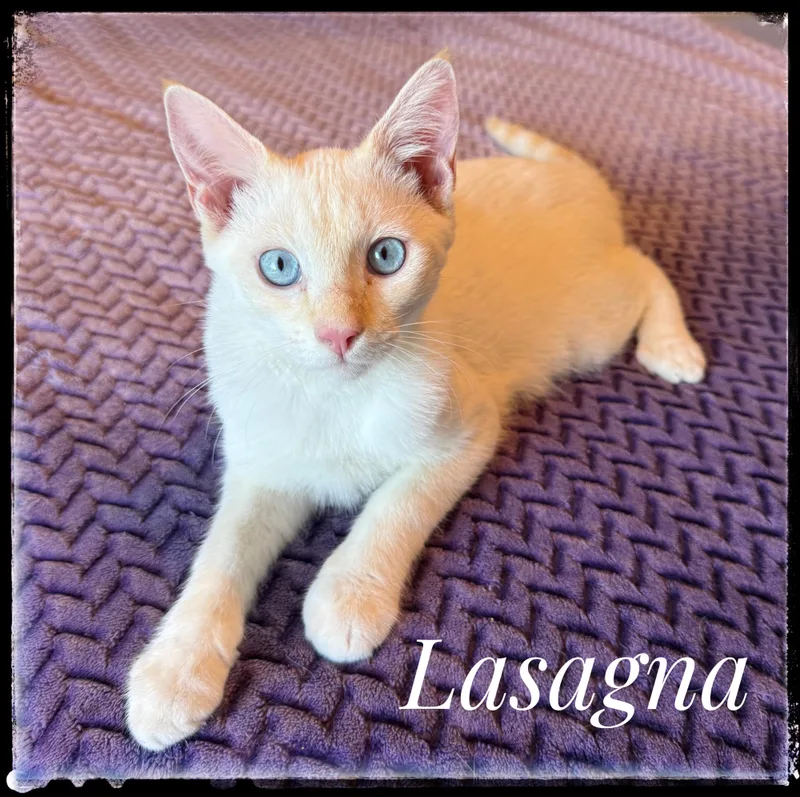 Lasagna