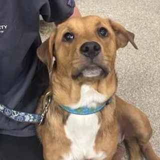 A young medium-sized female Mixed Breed dog named Sadie for adoption in Jacksonville, FL