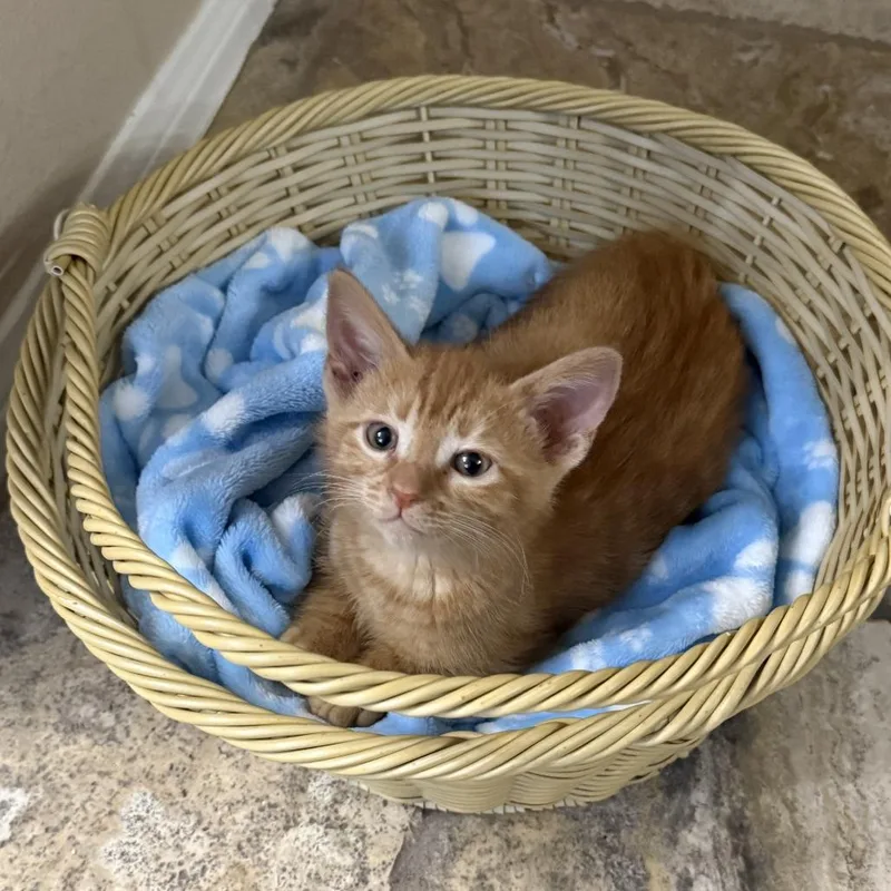 A baby small-sized male Orange / Red Domestic Short Hair cat named Blaze for adoption in Brea, CA