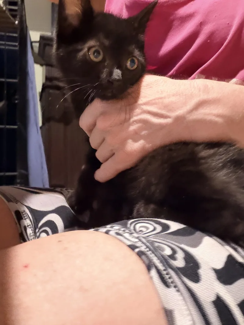 A baby medium-sized male Abyssinian cat named Cookie Monster for adoption in Newark valley, NY