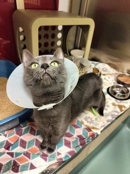 An adult small-sized female Domestic Short Hair cat named Pigeon for adoption in Irving, TX