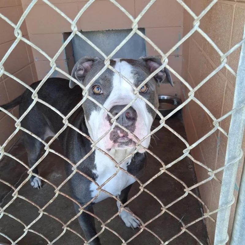 An adult medium-sized male Pit Bull Terrier dog named Ace for adoption in Gautier, MS