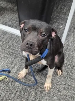An adult medium-sized female Mixed Breed dog named Mckenna for adoption in West Chester, PA