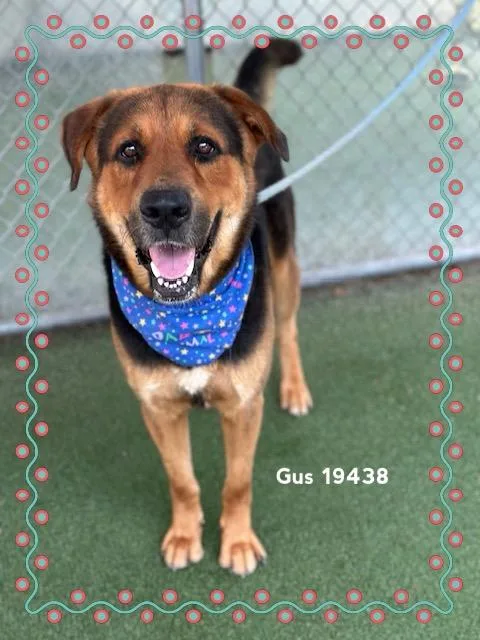 An adult large-sized male Bicolor Shepherd dog named Gus for adoption in Marietta, GA