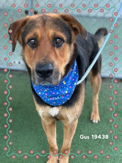 Gus thumbnail 3