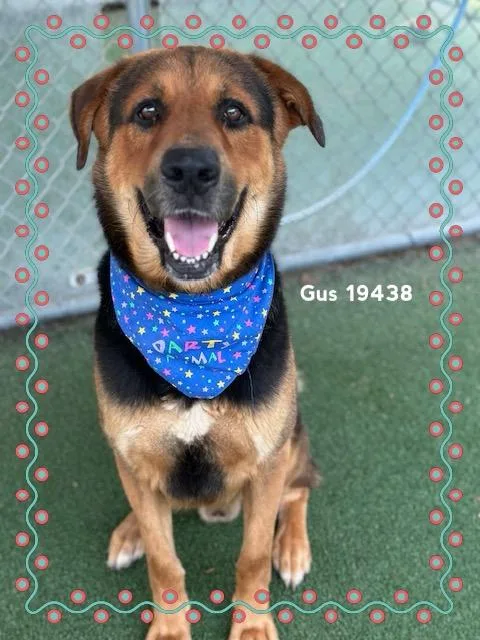 Gus thumbnail 4