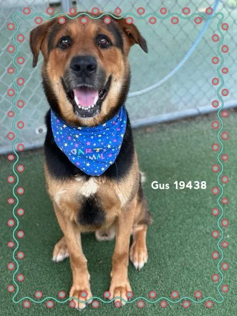 Gus thumbnail 6