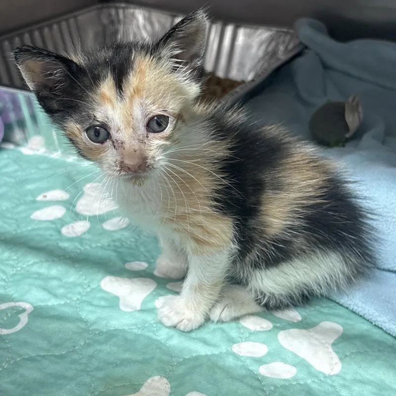 A baby small-sized female Domestic Short Hair cat named Ballerina for adoption in Hinesville, GA