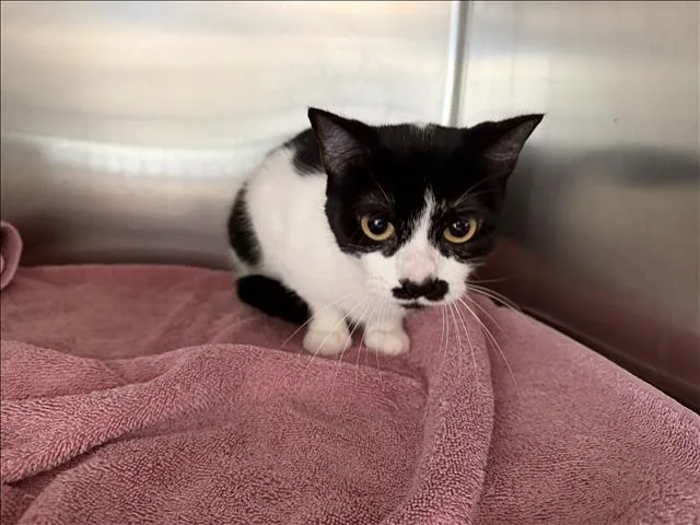 A young large-sized female Domestic Short Hair cat named Pulgas for adoption in San Pedro, CA