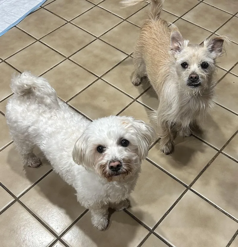 An adult small-sized female White / Cream Maltipoo dog named Bonnie for adoption in Westmont, IL