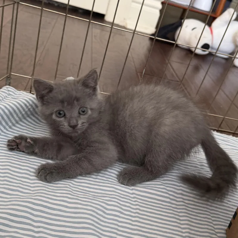 A young small-sized female Gray / Blue / Silver Russian Blue cat named Dandelion for adoption in Bentonville, AR