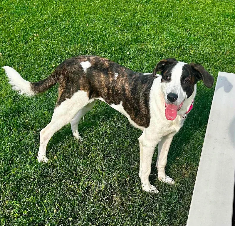A young large-sized female Brindle Bernese Mountain Dog dog named Bailey for adoption in New Philadelphia, OH