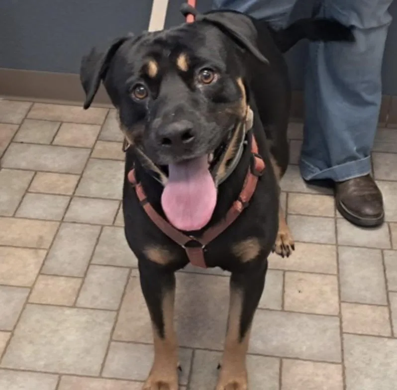An adult large-sized male Black Rottweiler dog named Hank for adoption in Hollister, MO