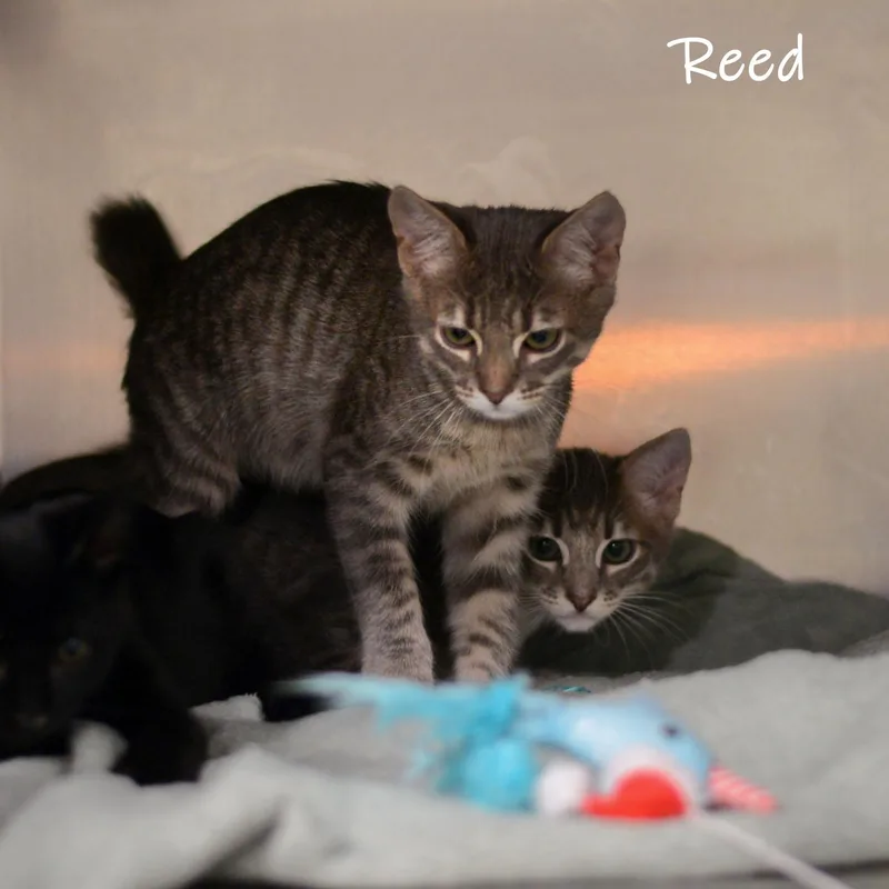 Reed
