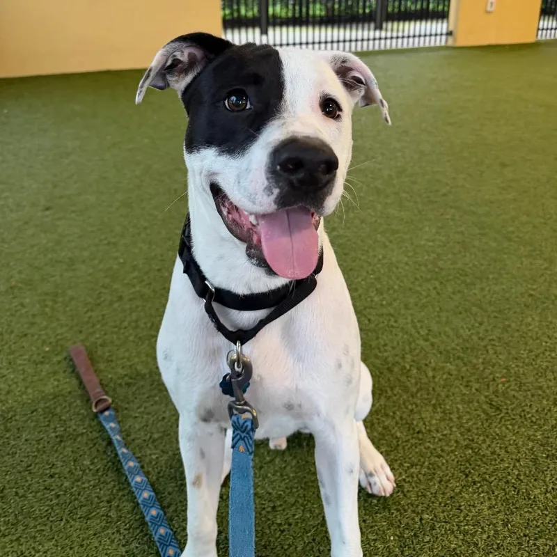 A young large-sized male Mixed Breed dog named Sundae for adoption in West Palm Beach, FL