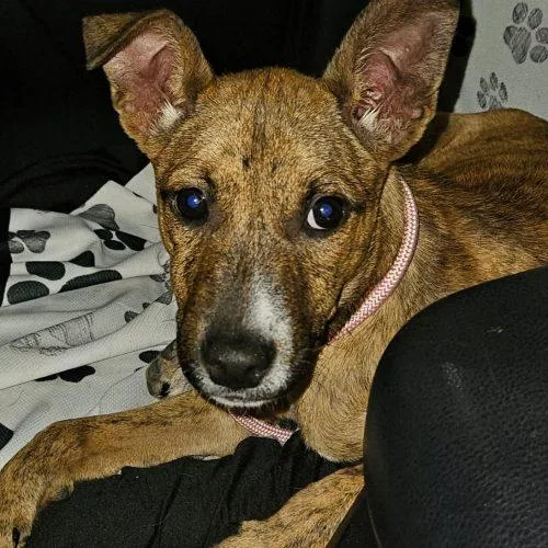 A baby medium-sized female Shepherd dog named Tazzy for adoption in Sanford, NC