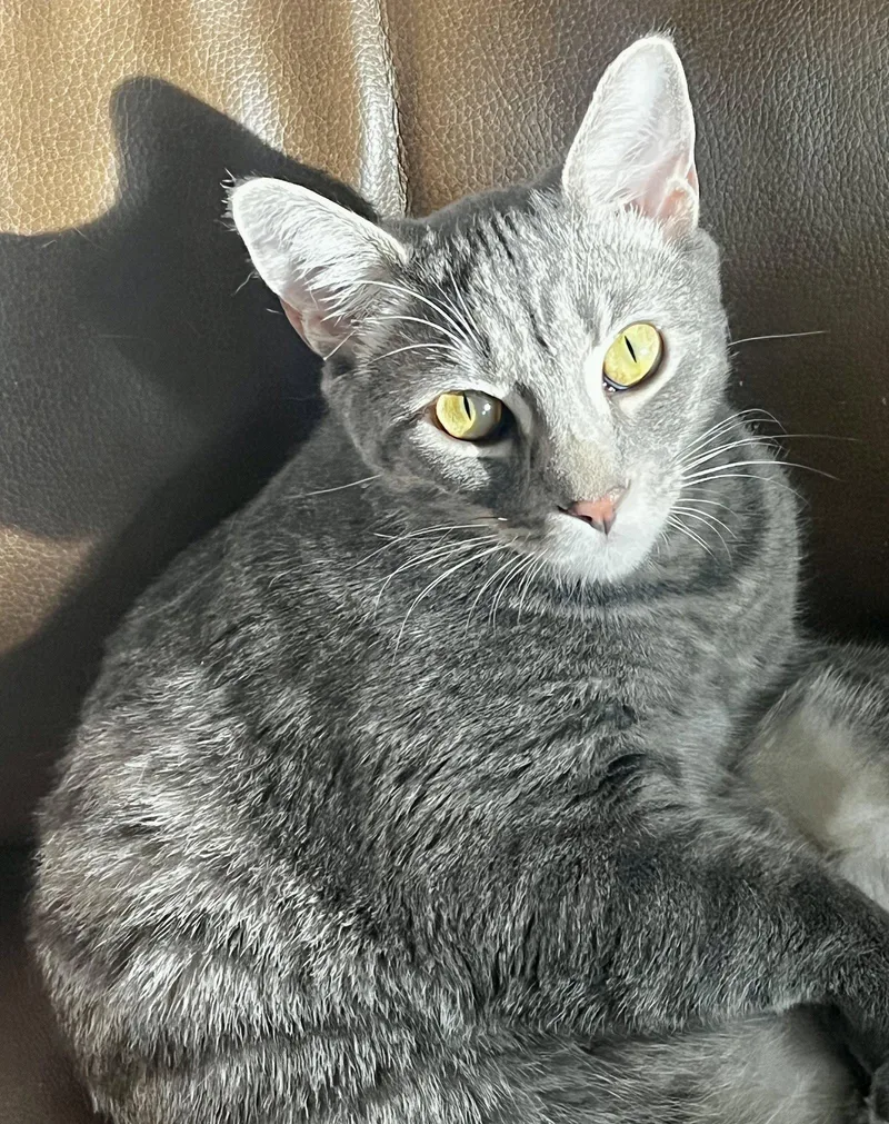 A young medium-sized male Domestic Short Hair cat named Kylo for adoption in Seal Beach, CA
