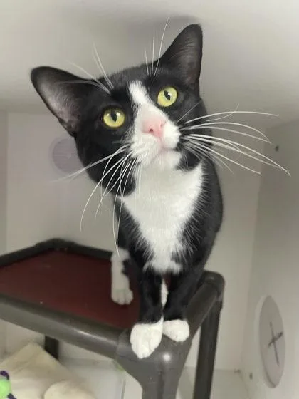 An adult medium-sized male Domestic Short Hair cat named Phosphorus for adoption in Gwinn, MI