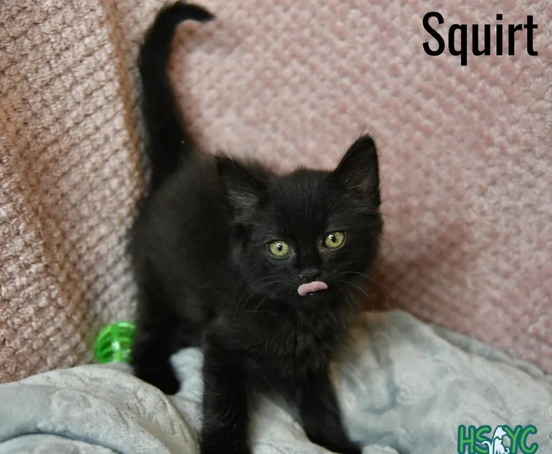 Squirt