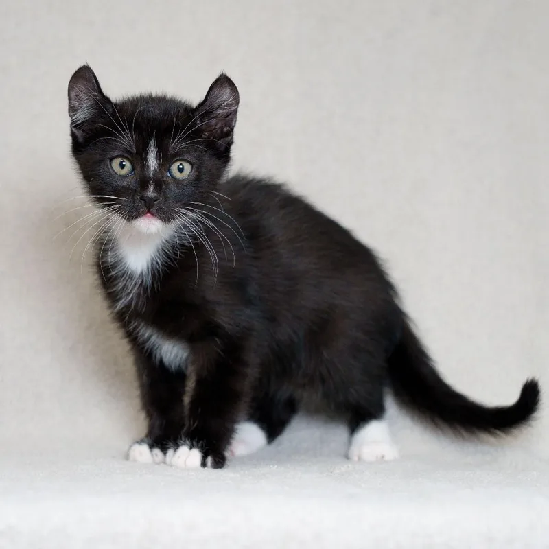 A baby small-sized male Black Domestic Short Hair cat named Joe for adoption in Redwood City, CA