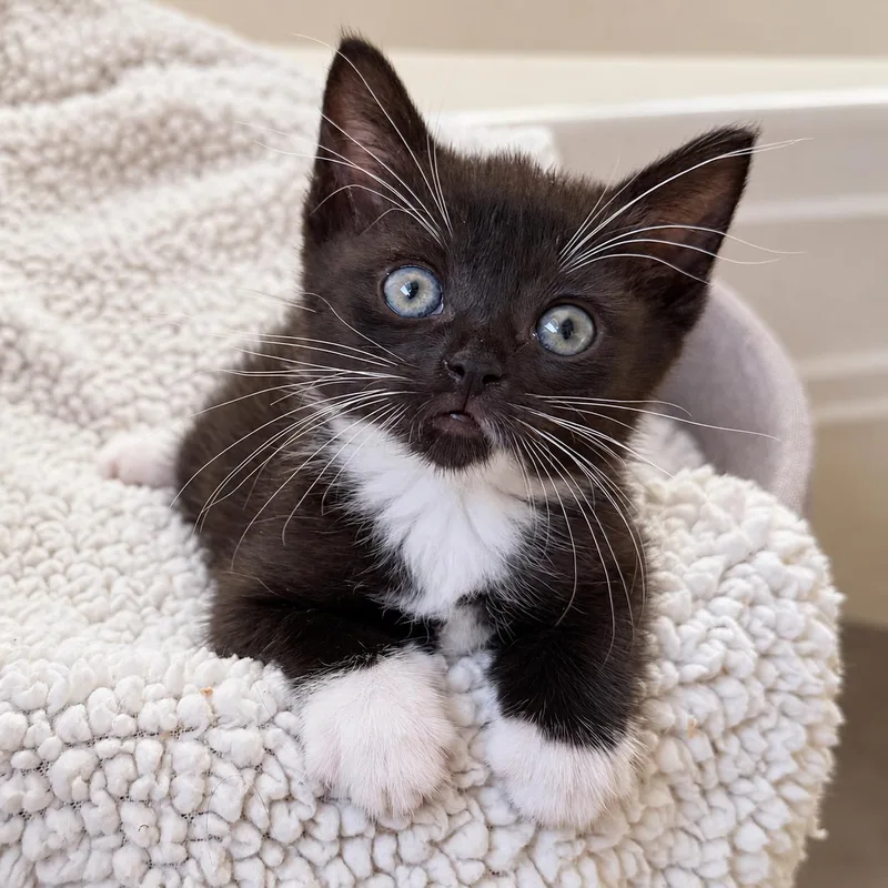 A baby medium-sized female Tuxedo cat named Ashley for adoption in Hillsborough, NJ