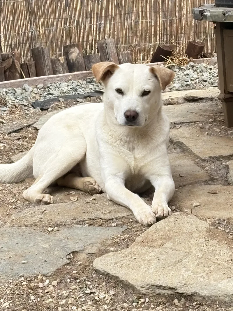 An adult medium-sized female Apricot / Beige Labrador Retriever dog named Star for adoption in San Ysidro, CA