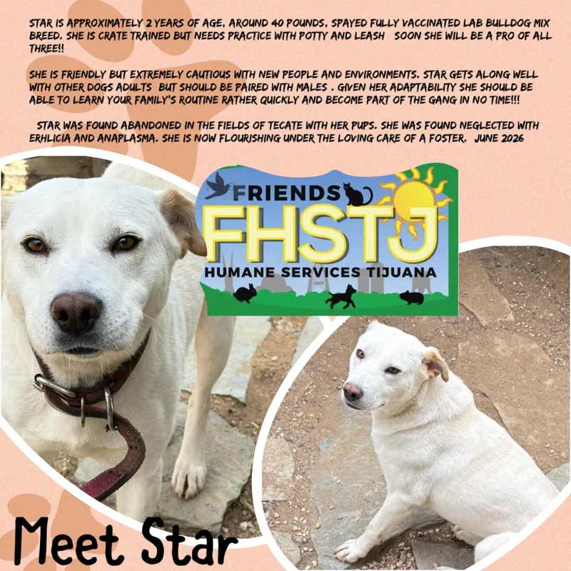 Star thumbnail 4