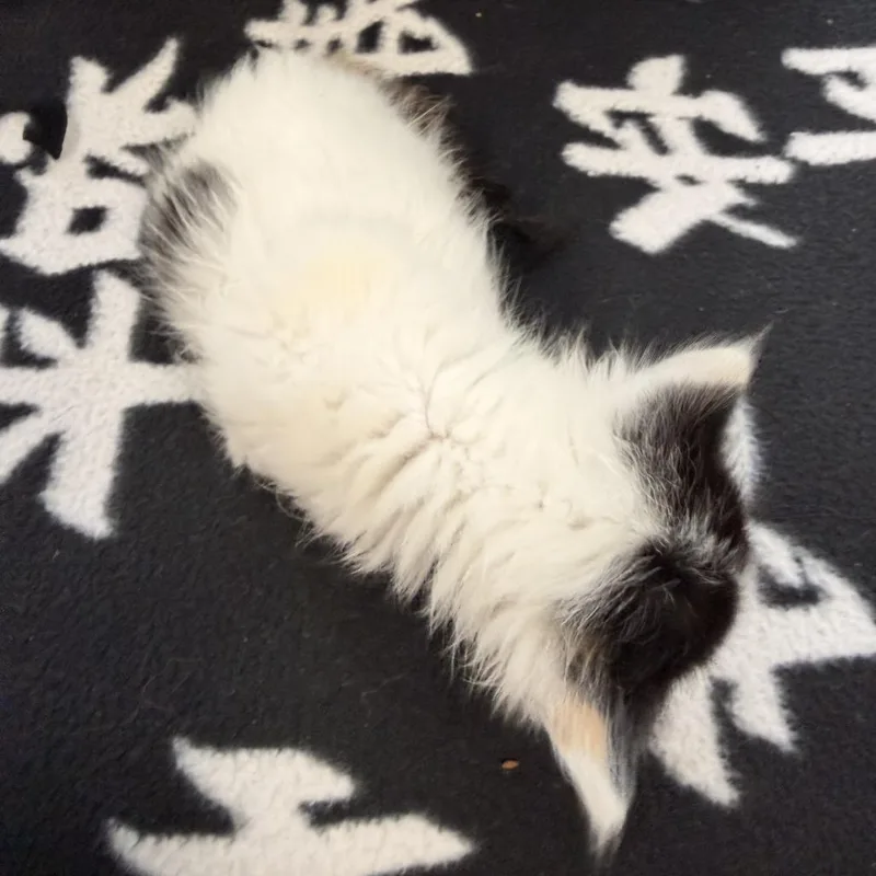 A baby small-sized female White Domestic Medium Hair cat named Sundae for adoption in Wadena, MN
