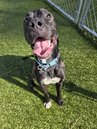 An adult medium-sized female Mixed Breed dog named Simmer for adoption in Savannah, GA