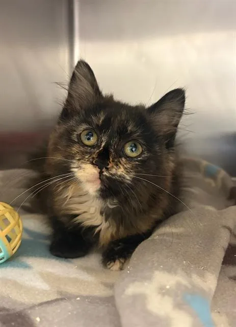 A baby small-sized female Domestic Short Hair cat named Dandelion for adoption in West Valley City, UT