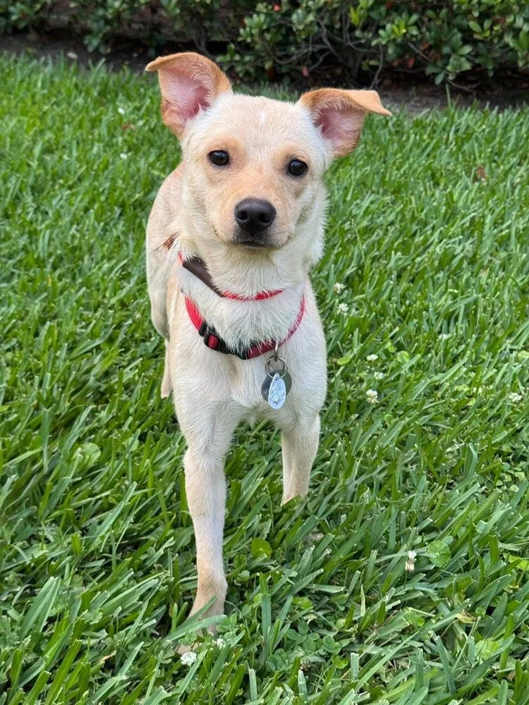 A young small-sized female Brown / Chocolate Terrier dog named Daisy Ruby for adoption in Saugus, MA
