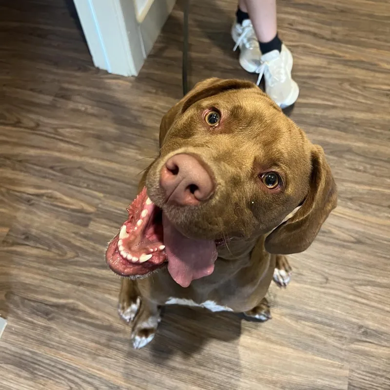 An adult large-sized male Brown / Chocolate Pit Bull Terrier dog named Scotty for adoption in LOXAHATCHEE, FL