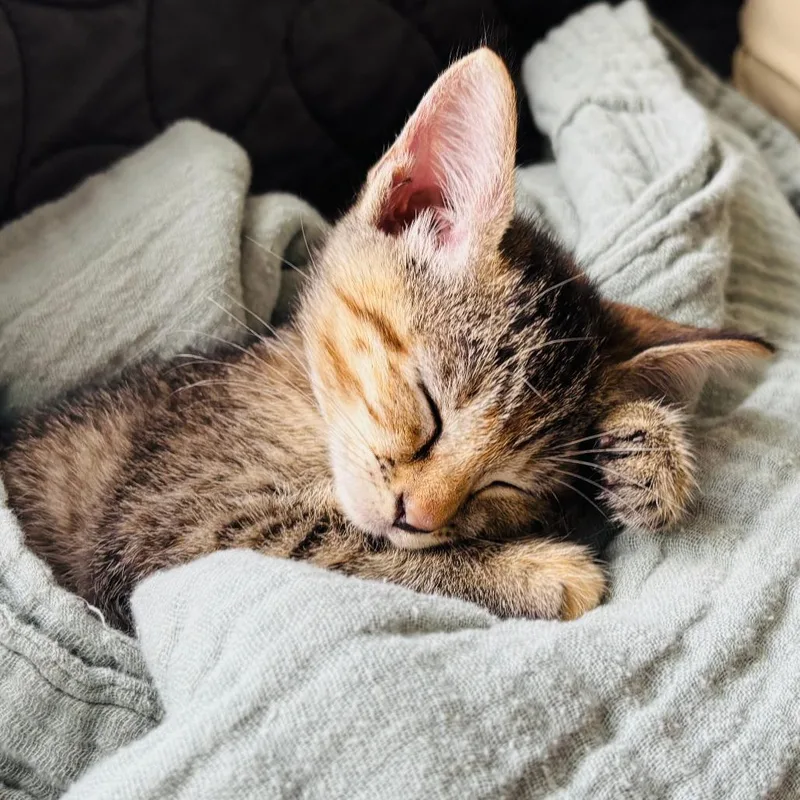 A young medium-sized female Torbie Domestic Short Hair cat named Kiara for adoption in Parkland, FL