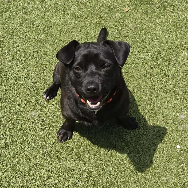 A young medium-sized male Black Beagle dog named Jasper for adoption in Fall River, MA