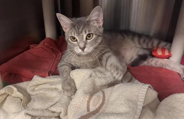 A young medium-sized female Domestic Short Hair cat named A for adoption in Huntsville, AL