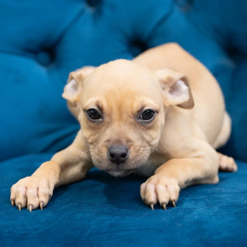 A baby medium-sized female Pit Bull Terrier dog named Selma for adoption in Zionsville, IN