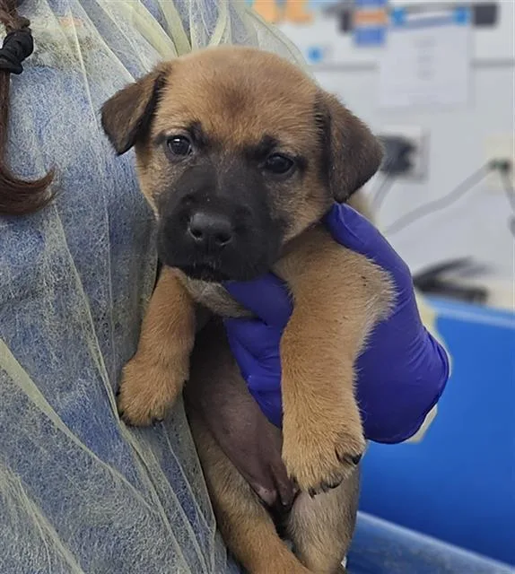A baby medium-sized female Mixed Breed dog named Pepper for adoption in Dallas, TX