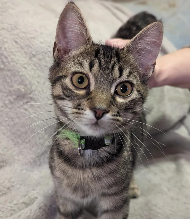 A young medium-sized male Domestic Short Hair cat named Brock E for adoption in Cary, NC
