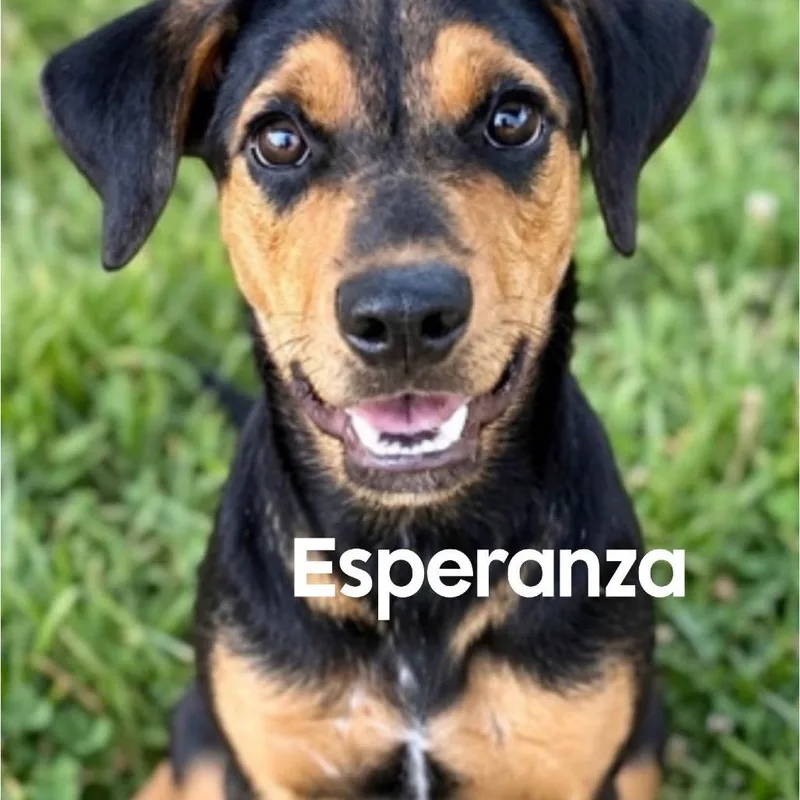 A young small-sized female Black Shepherd dog named Esperanza for adoption in Winder, GA
