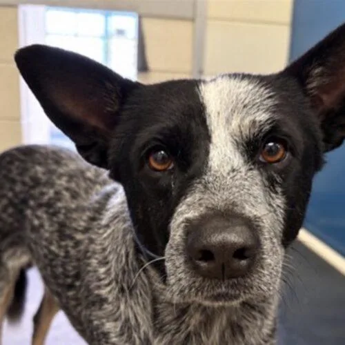 A baby medium-sized male Black Australian Cattle Dog / Blue Heeler dog named Orion for adoption in Glendale, AZ