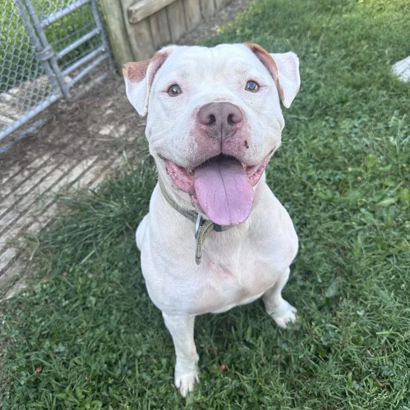 An adult small-sized male White / Cream American Staffordshire Terrier dog named Lionel for adoption in Mount Vernon, IN