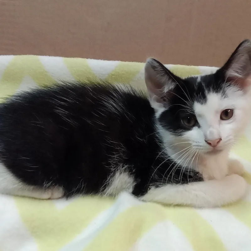 A baby medium-sized male Black Domestic Short Hair cat named Mask for adoption in Avon, NY