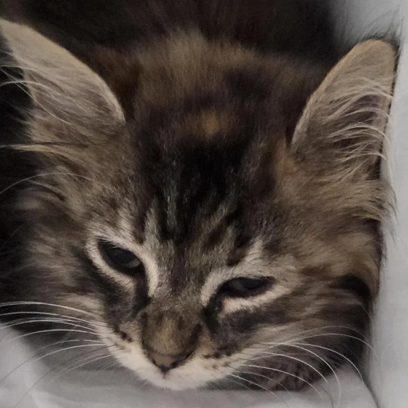 A baby small-sized female Brown / Chocolate Domestic Long Hair cat named Goose for adoption in Branson, MO