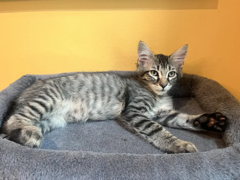 A baby small-sized male Tabby (Brown / Chocolate) Domestic Long Hair cat named Darrius & Ella for adoption in Alexandria, VA