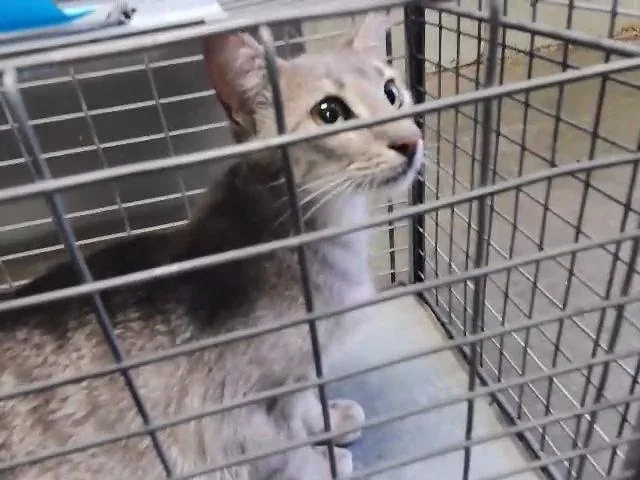 A young medium-sized female Domestic Short Hair cat named Chi for adoption in Tulsa, OK