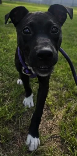 A young medium-sized female Mixed Breed dog named Fergie for adoption in Savannah, GA