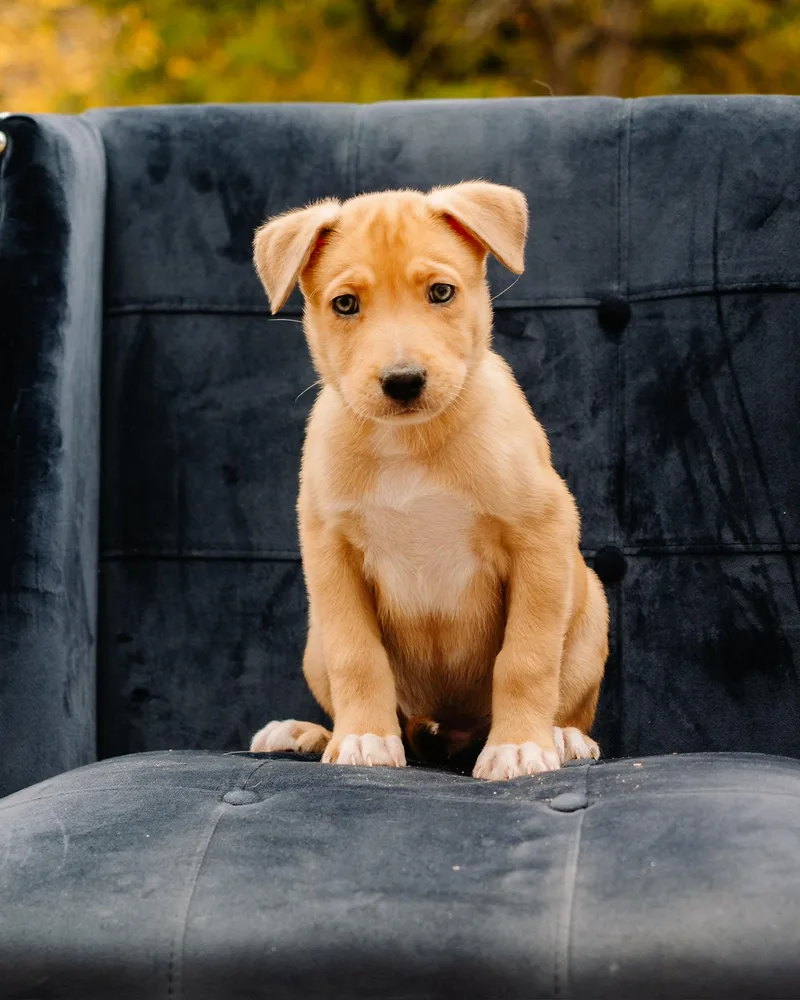 A baby large-sized male Apricot / Beige Pit Bull Terrier dog named Ralph for adoption in Simsbury, CT