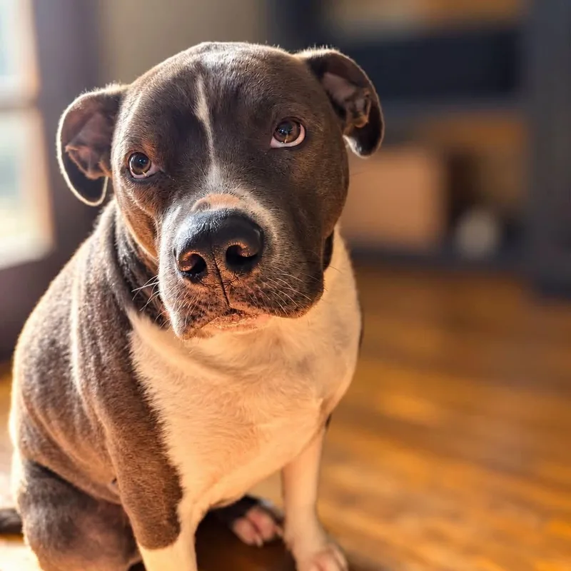 A young large-sized male Gray / Blue / Silver Mixed Breed dog named Poseidon for adoption in Warren, OH