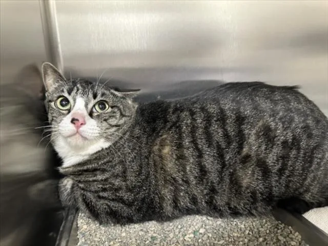 An adult large-sized female Domestic Short Hair cat named Walnut for adoption in Santa Fe, NM